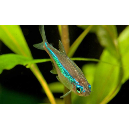 Neon simulans, neon zielony, Paracheirodon simulans